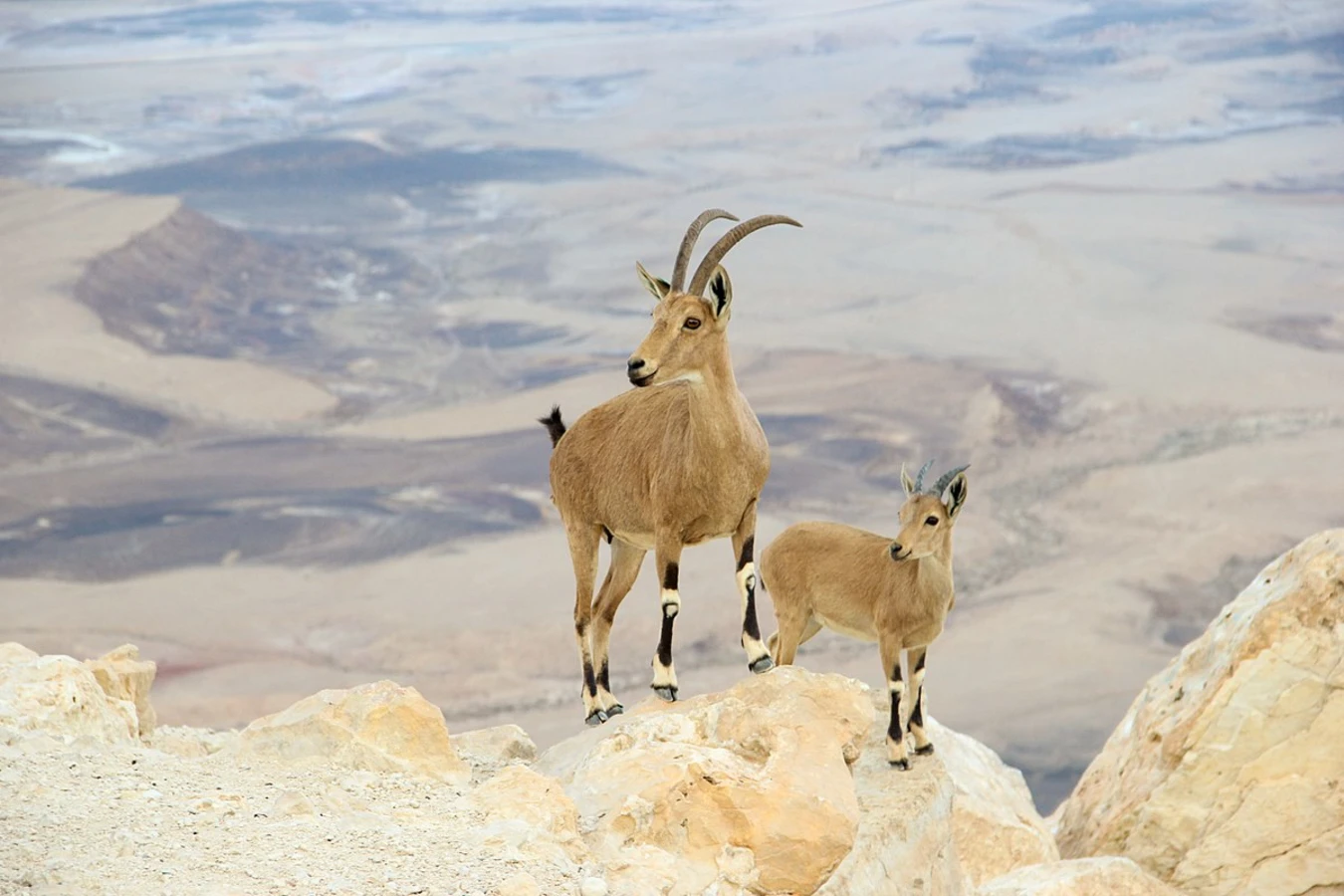 Makhtesh Ramon, Israël