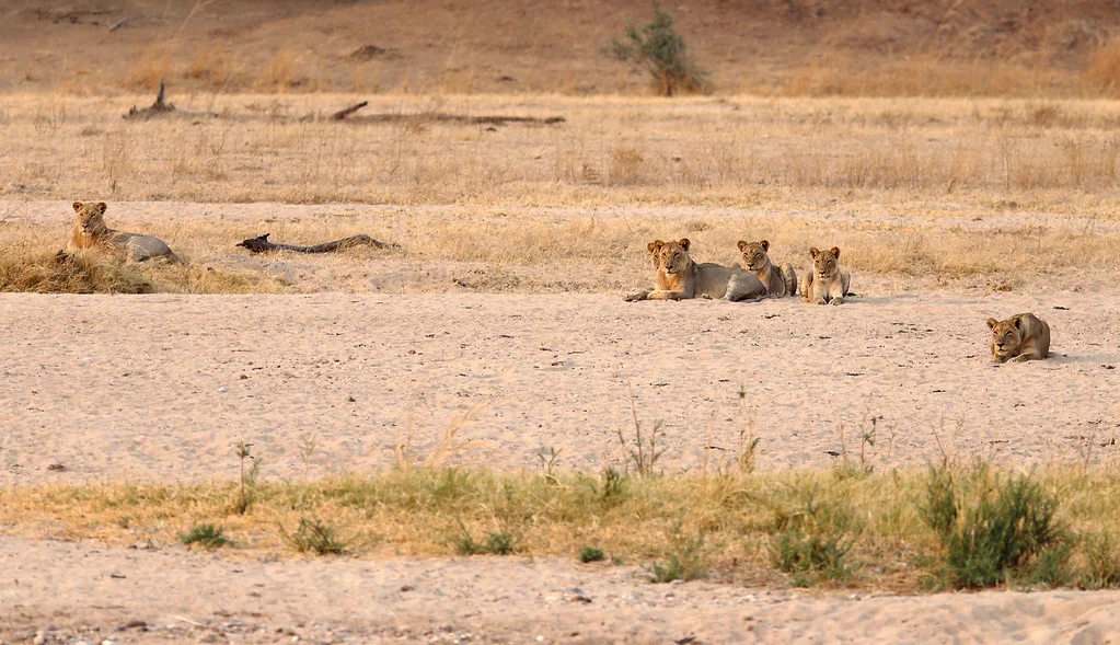 Parc national de Luangwa-Nord, Zambie