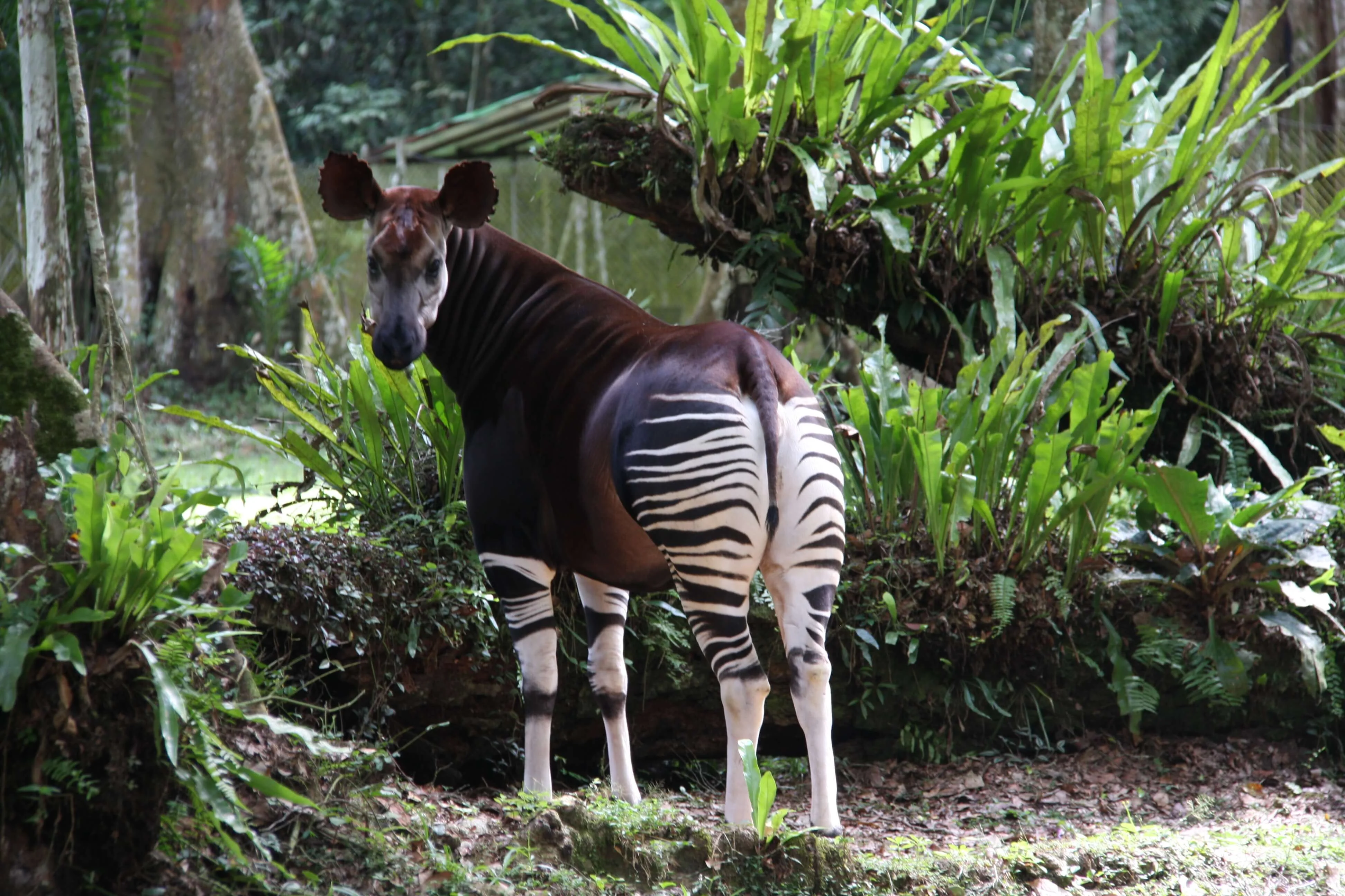 Forêt de l'Ituri, République démocratique du Congo
