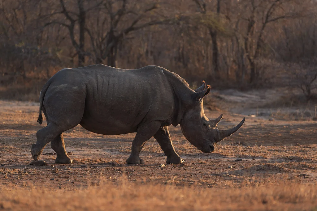 Réserve d'Hluhluwe-Umfolozi, Afrique du Sud
