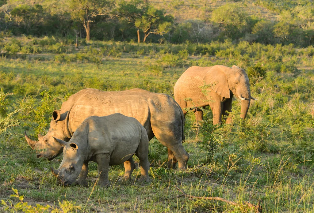Réserve d'Hluhluwe-Umfolozi, Afrique du Sud