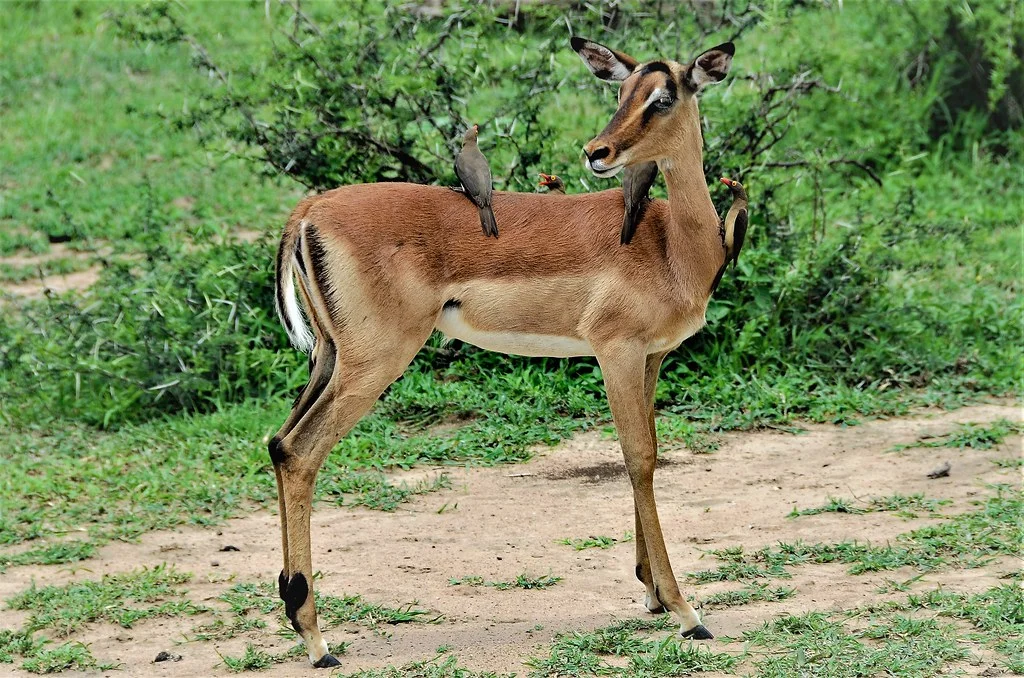 Réserve d'Hluhluwe-Umfolozi, Afrique du Sud