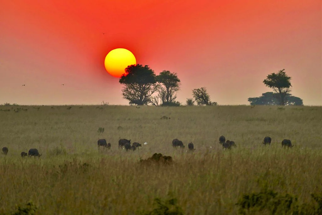 Parc national Murchison Falls, Ouganda