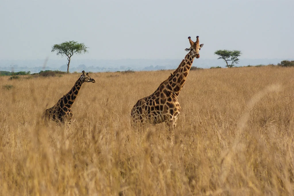 Parc national Murchison Falls, Ouganda