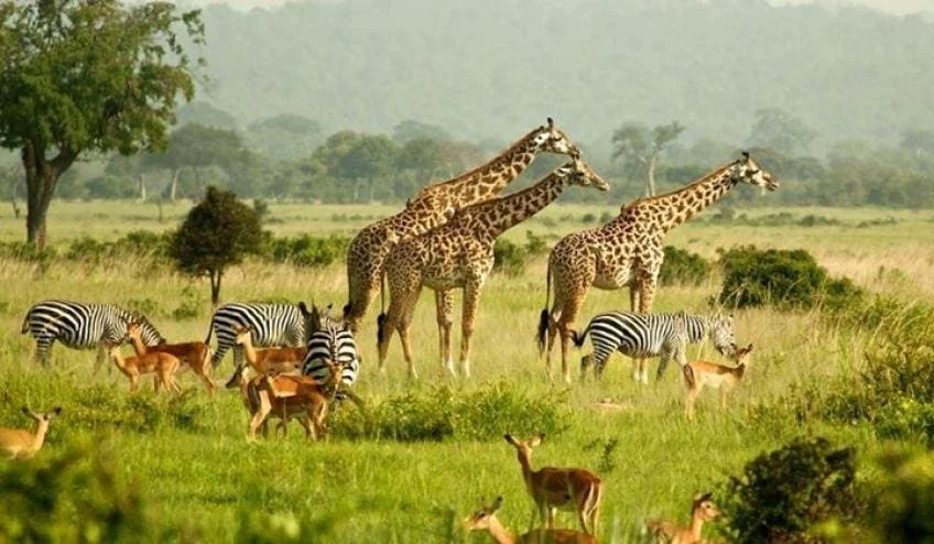 Parc national Murchison Falls, Ouganda