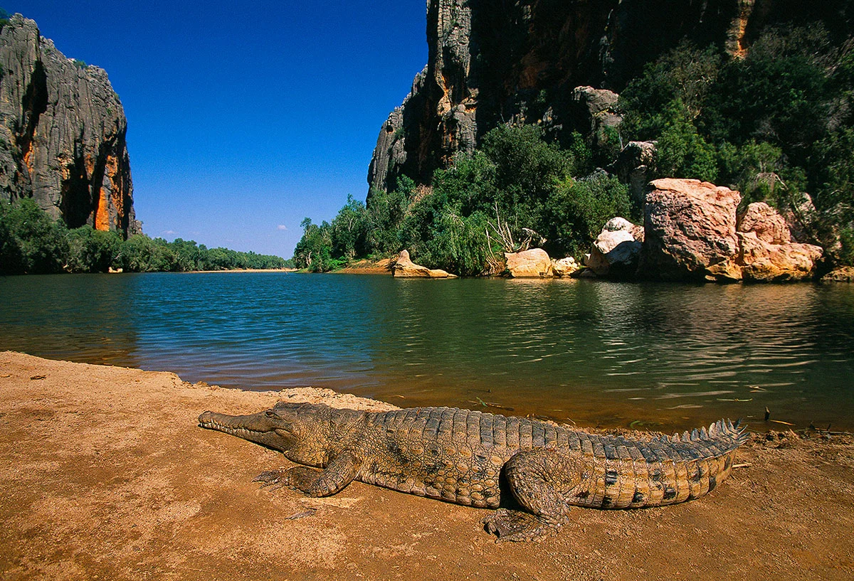 Parc national de Windjana Gorge, Australie