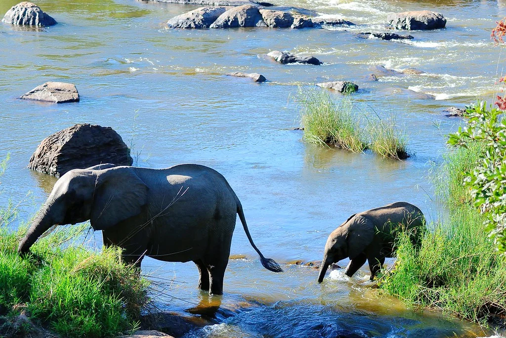Réserve faunique de Nkhotakota, Malawi