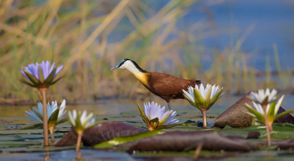 Bande de Caprivi, Namibie
