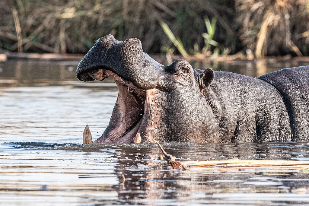 Bande de Caprivi, Namibie