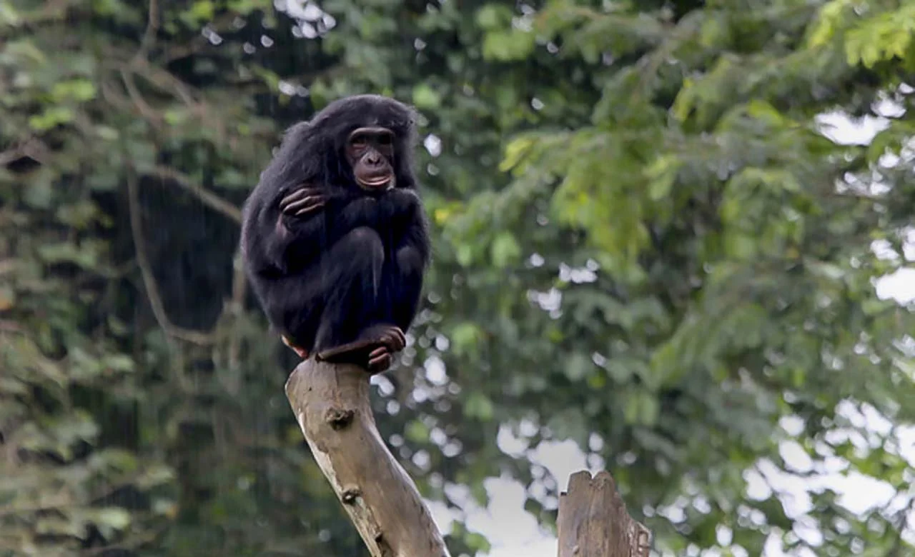 Parc national de Nki, Cameroun