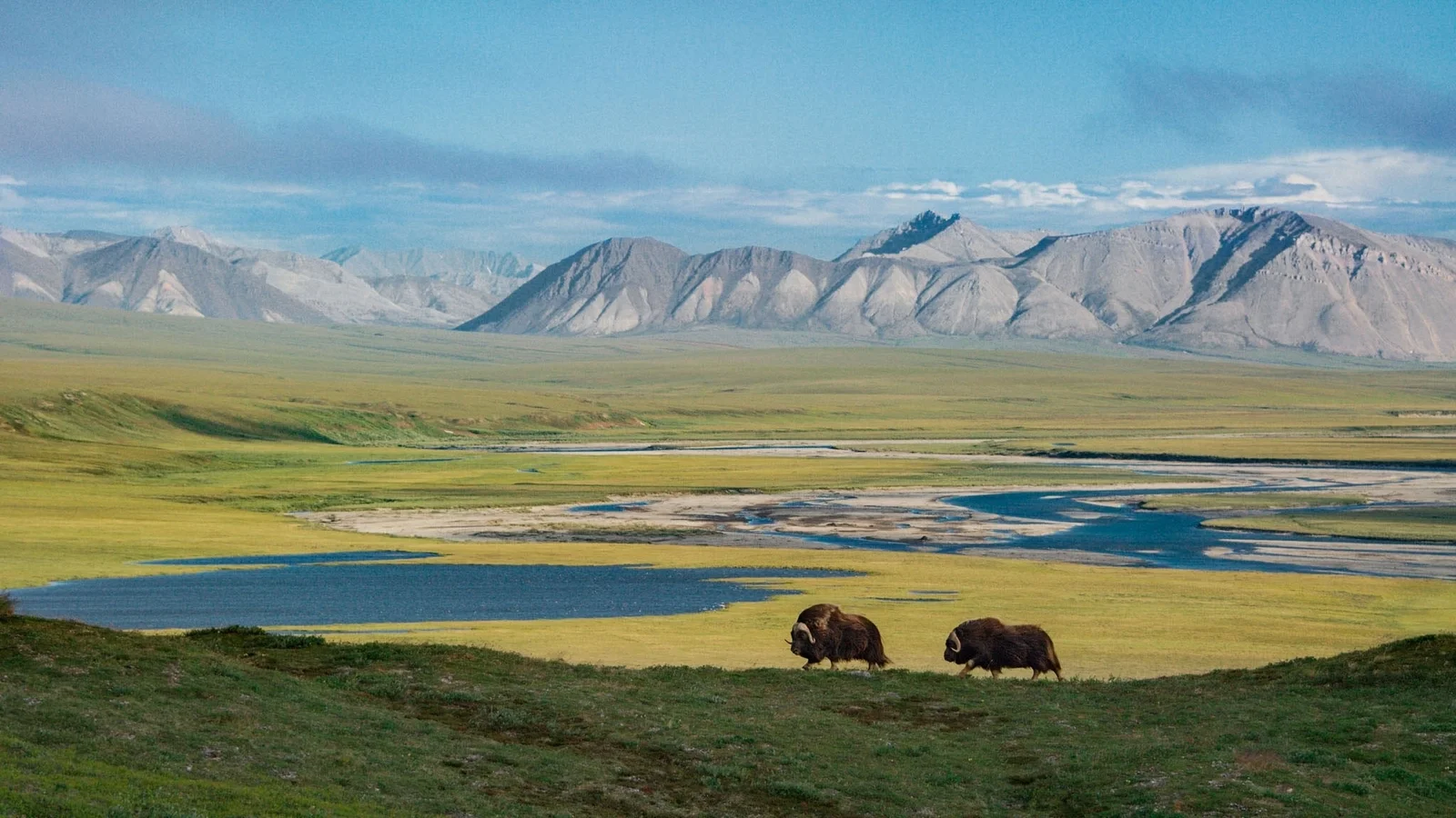 Refuge faunique national Arctic, États-Unis
