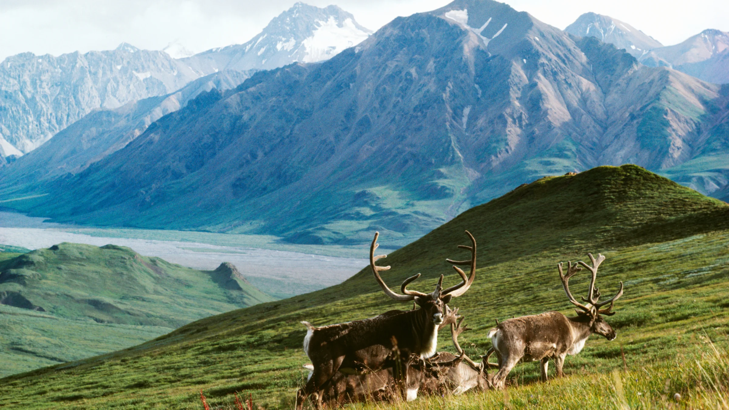 Refuge faunique national Arctic, États-Unis