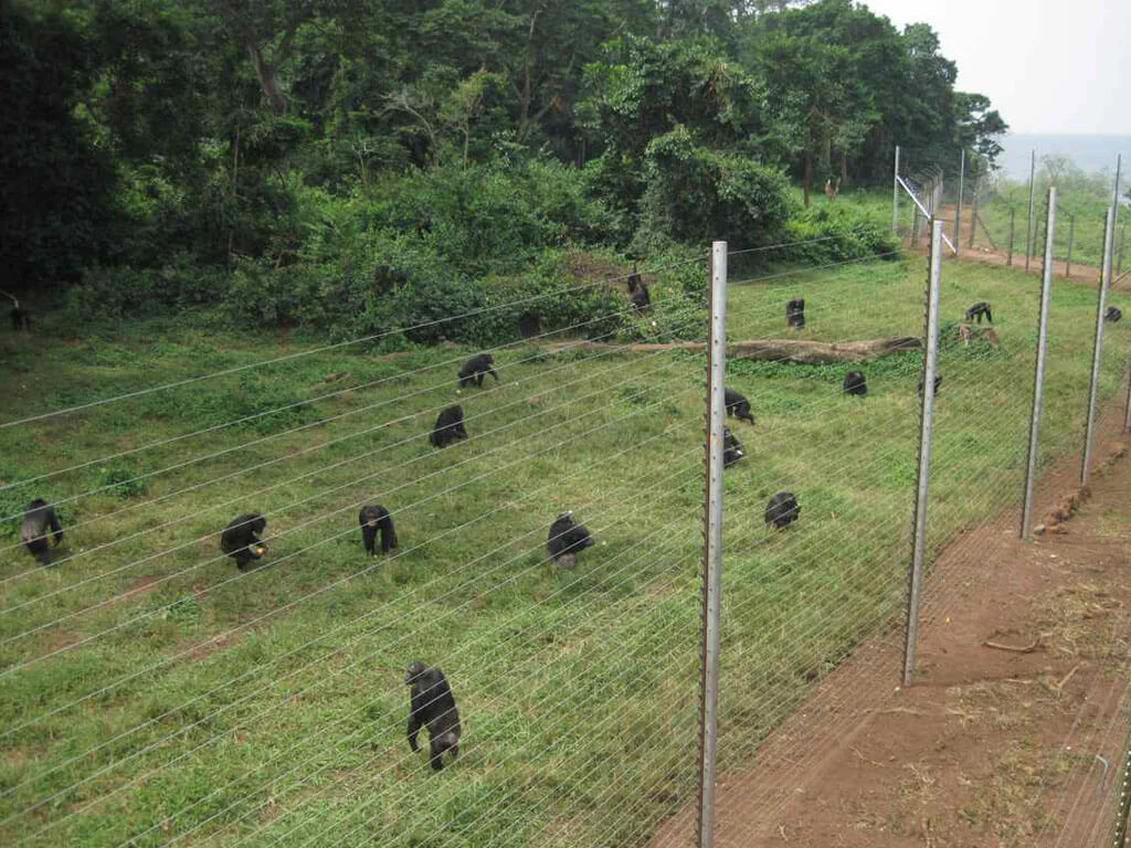 Chimpanzee Island, Ouganda