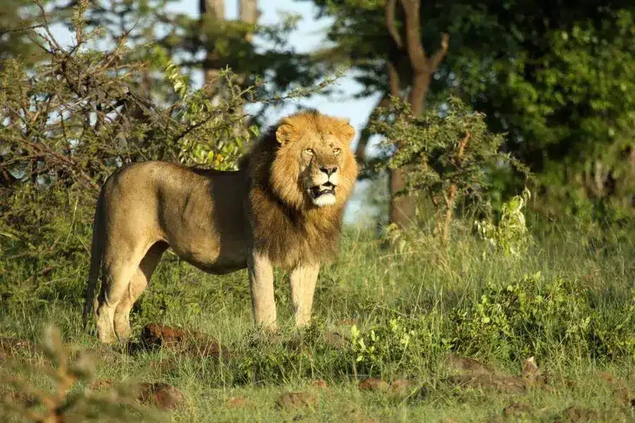 Olare Motorogi Conservancy, Kenya