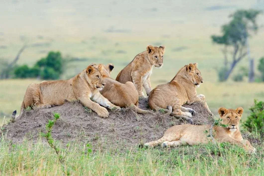 Olare Motorogi Conservancy, Kenya