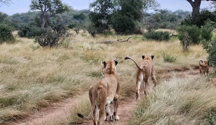 Parc national Kruger, Afrique du Sud