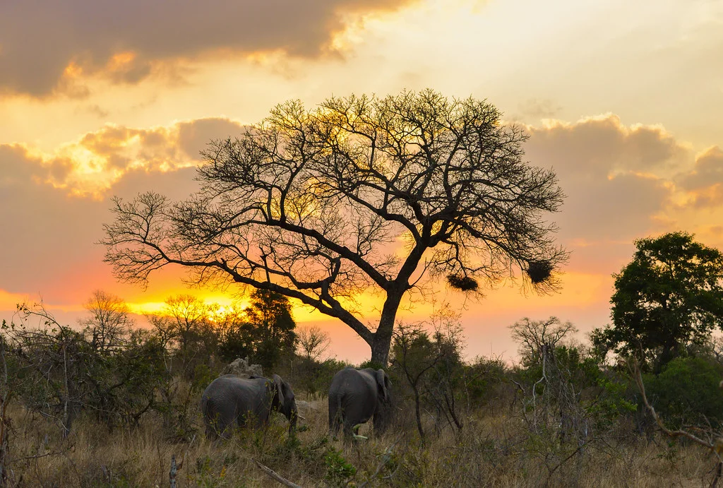 Parc national Kruger, Afrique du Sud