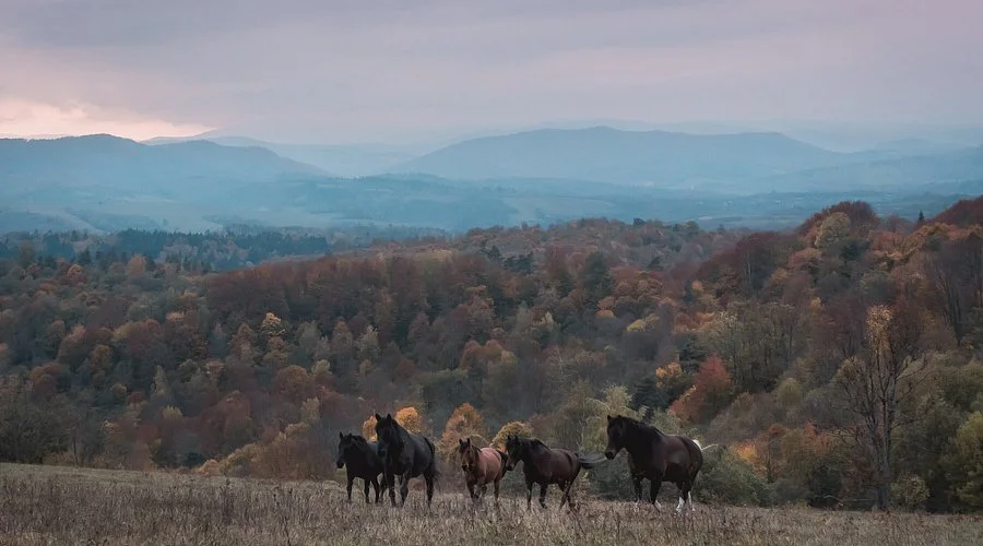Parc national de Bieszczady, Pologne