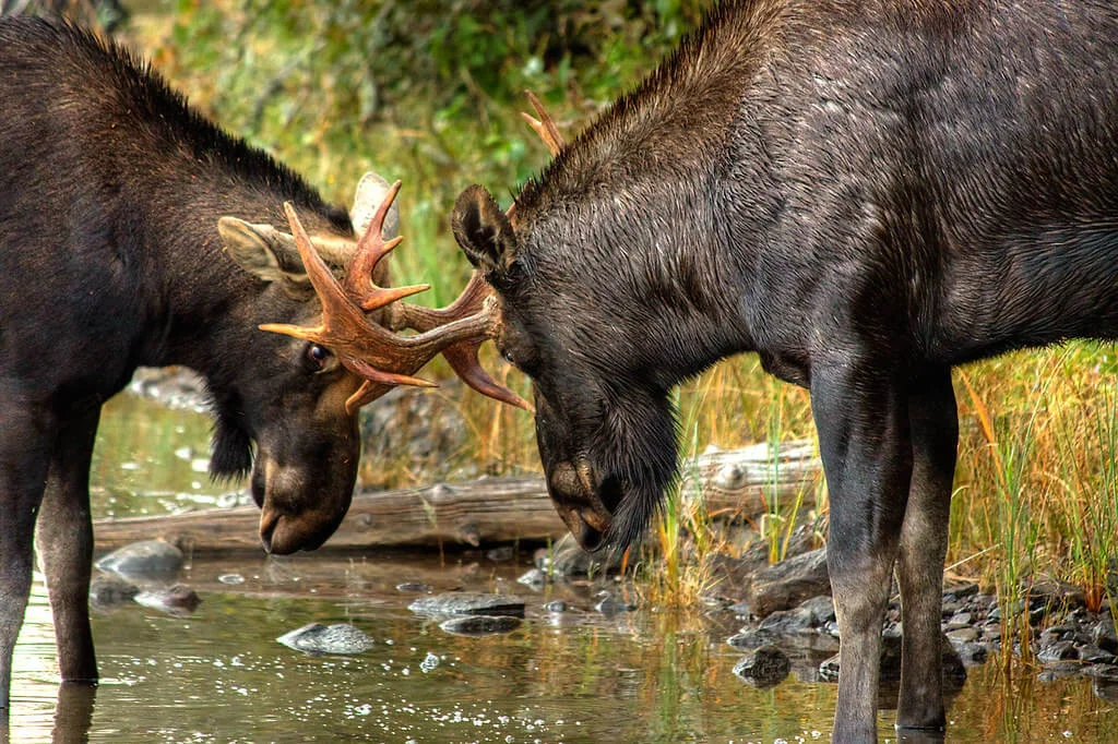 Parc national de l'Isle Royale, États-Unis