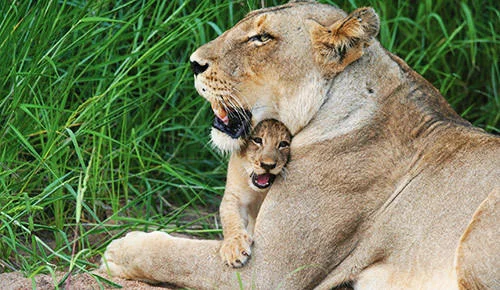Timbavati Game Reserve, Afrique du Sud