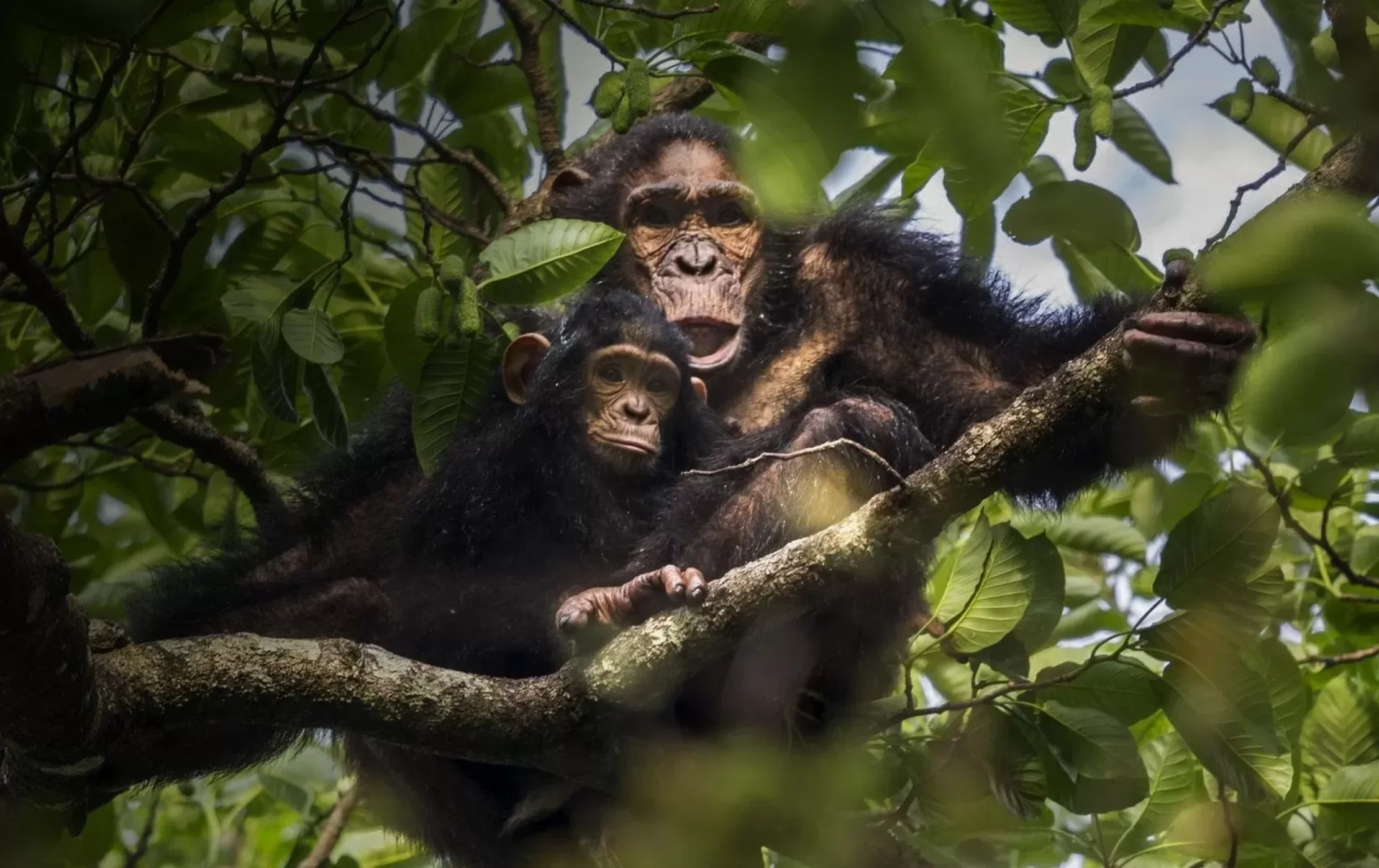 Réserve naturelle de Chinko, République centrafricaine