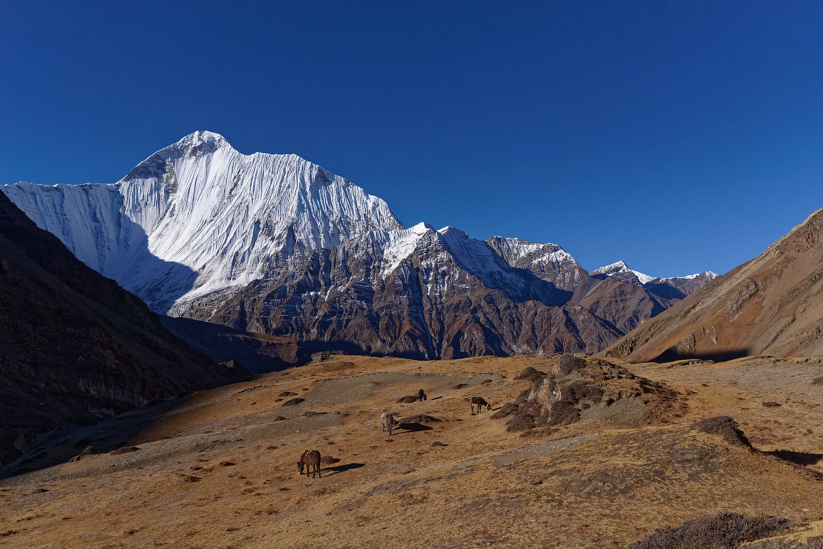 Vallée du Dolpo, Népal