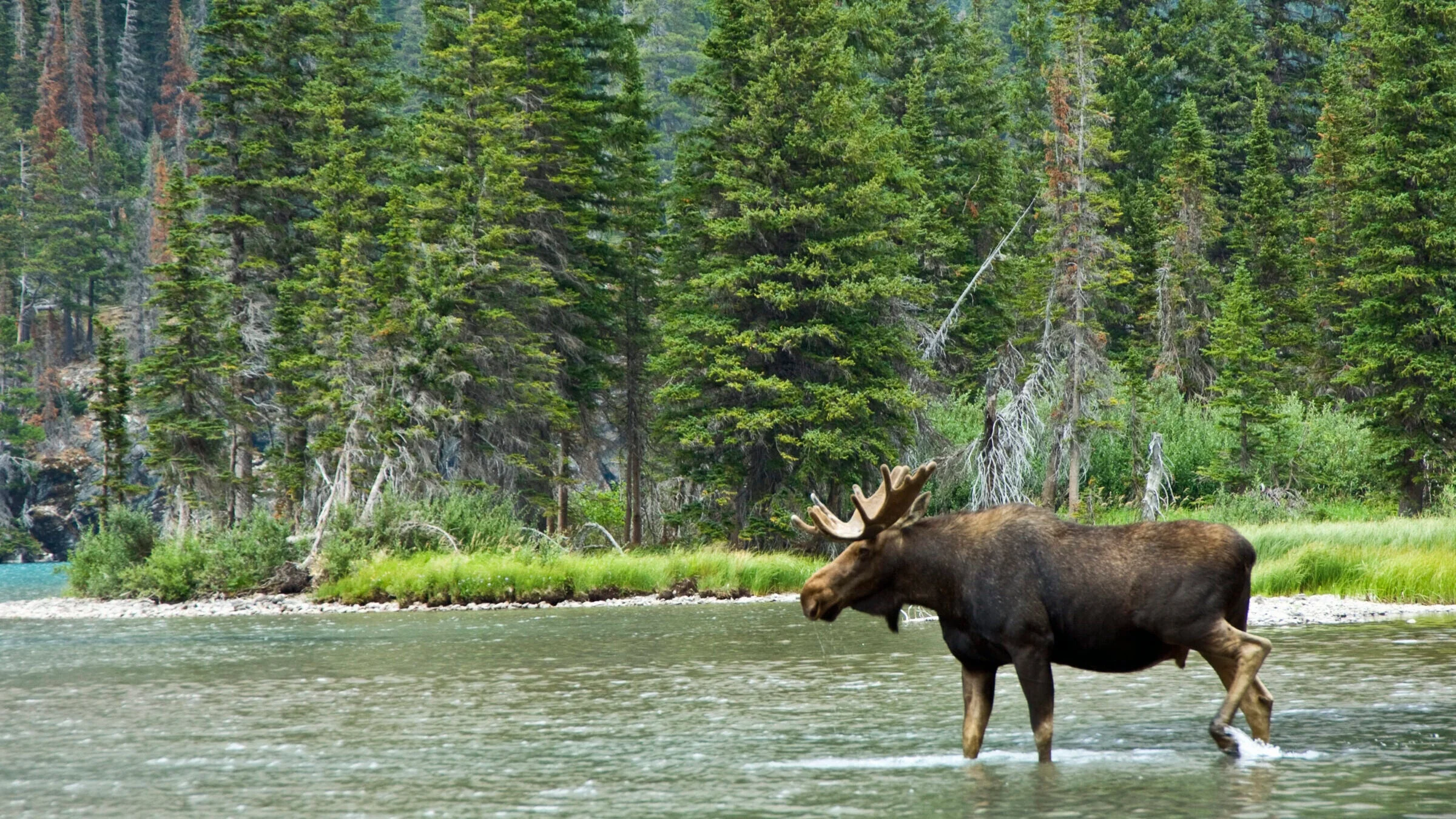 Lac Logging, États-Unis