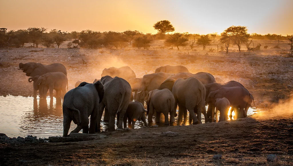 Okaukuejo Waterhole, Namibie