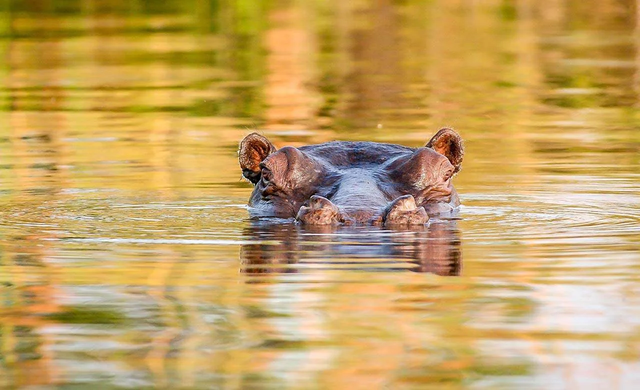 Réserve totale de faune d'Arly, Burkina Faso