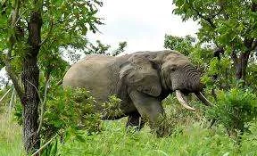 Réserve totale de faune d'Arly, Burkina Faso