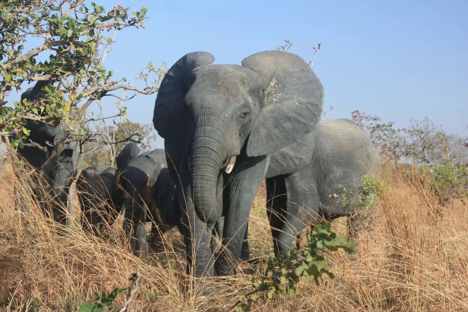 Réserve totale de faune d'Arly, Burkina Faso
