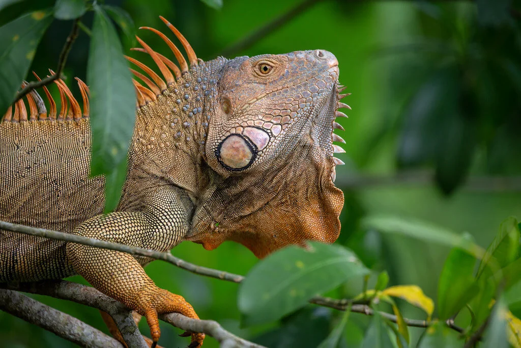 Parc national de Tortuguero, Costa Rica