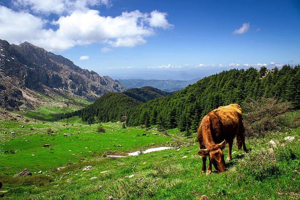 Tala Guilef, Algérie
