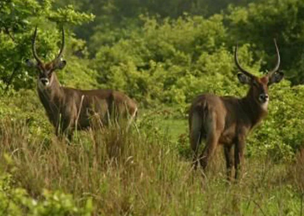 Parc national de Digya, Ghana, Ghana