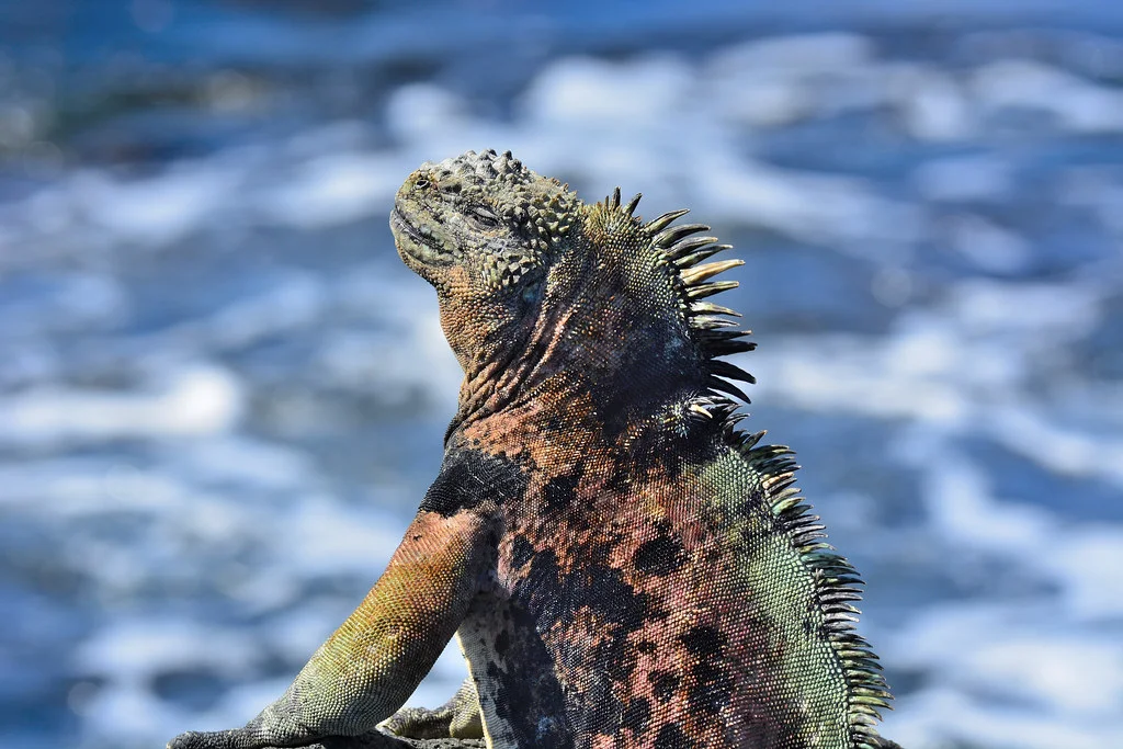 Île Pinzón, Équateur, Îles Galápagos