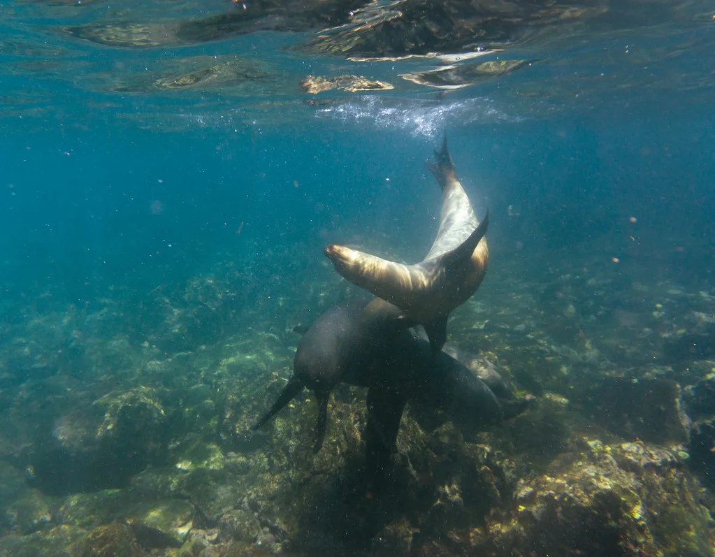 Île Pinzón, Équateur, Îles Galápagos