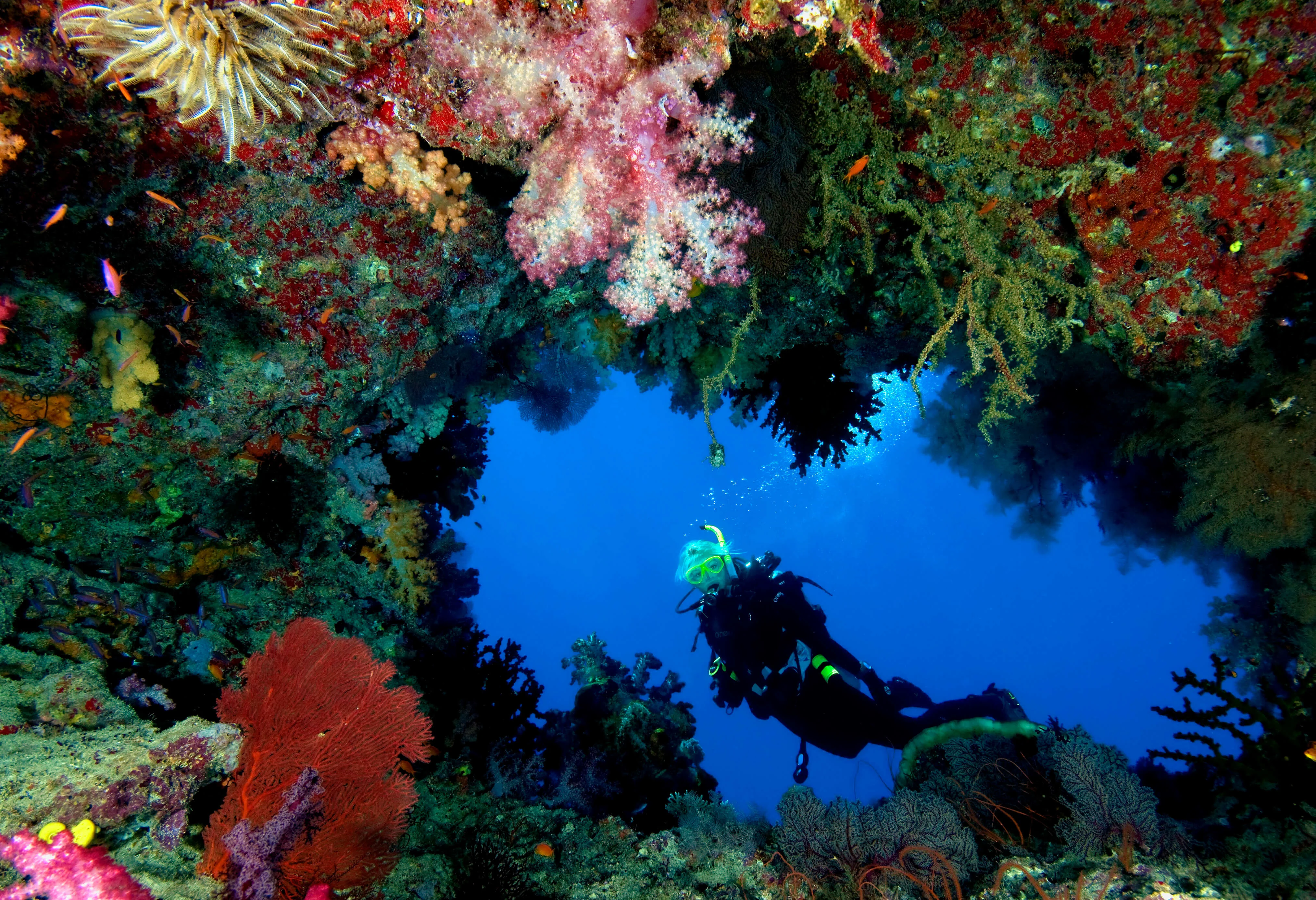 Rainbow Reef, Fidji