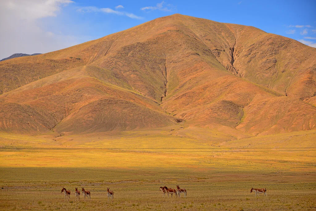 Changtang, Chine, Inde