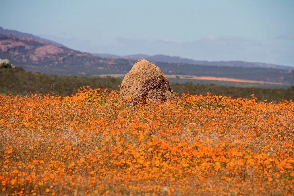 Parc national Namaqua, Afrique du Sud