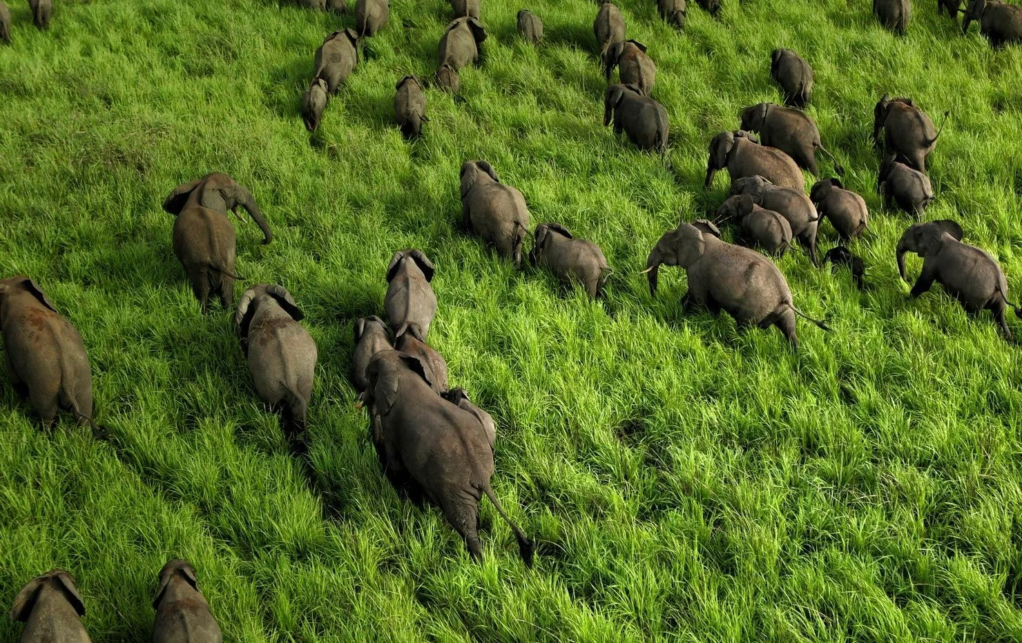 Parc national de la Garamba, République démocratique du Congo