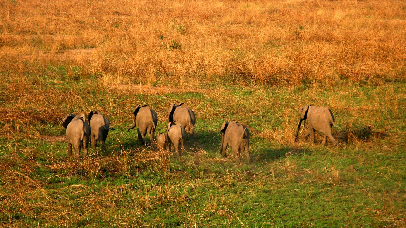 Parc national de la Garamba, République démocratique du Congo