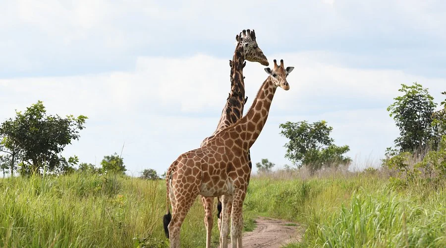 Parc national de la Garamba, République démocratique du Congo
