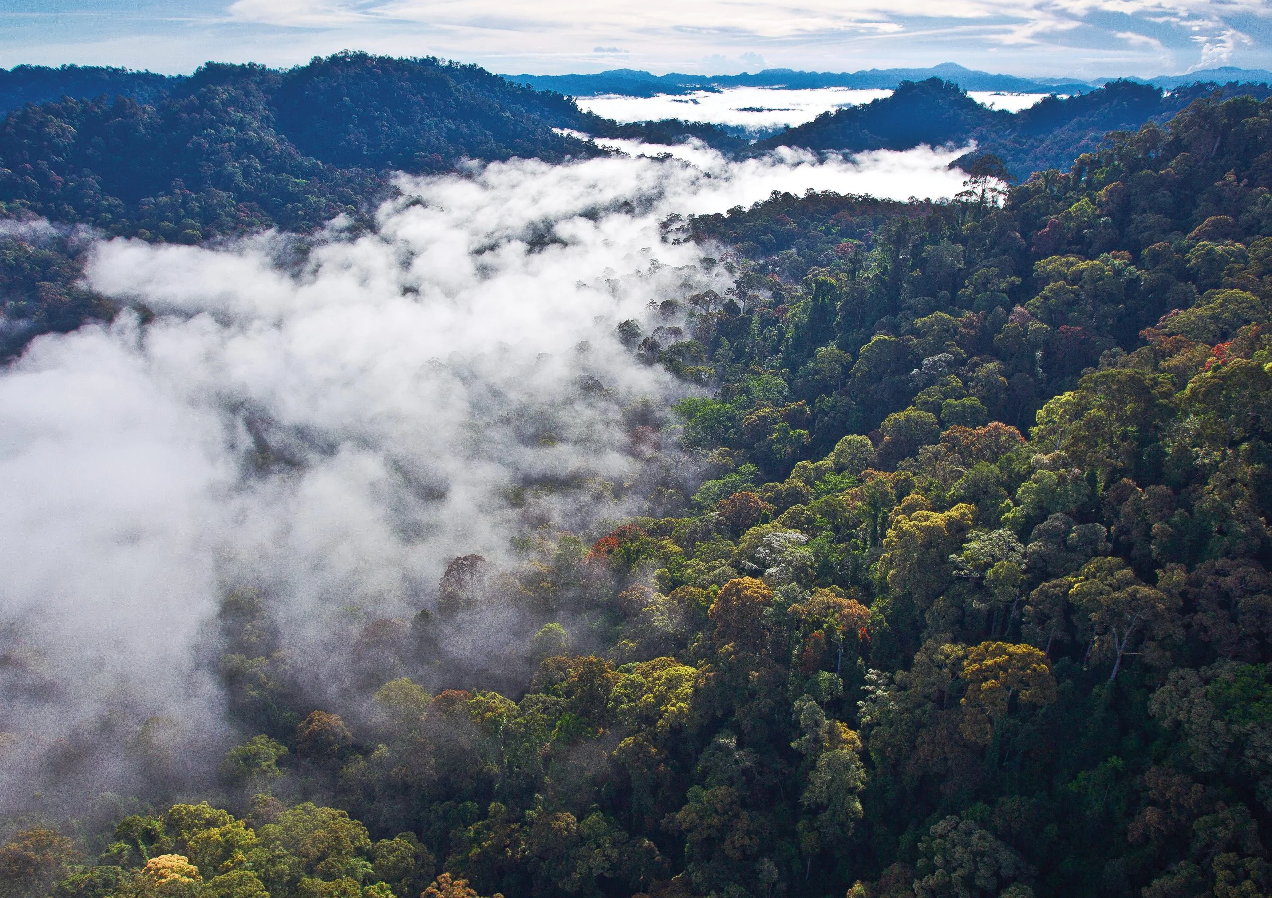 Zone de conservation de la vallée du Danum, Malaisie