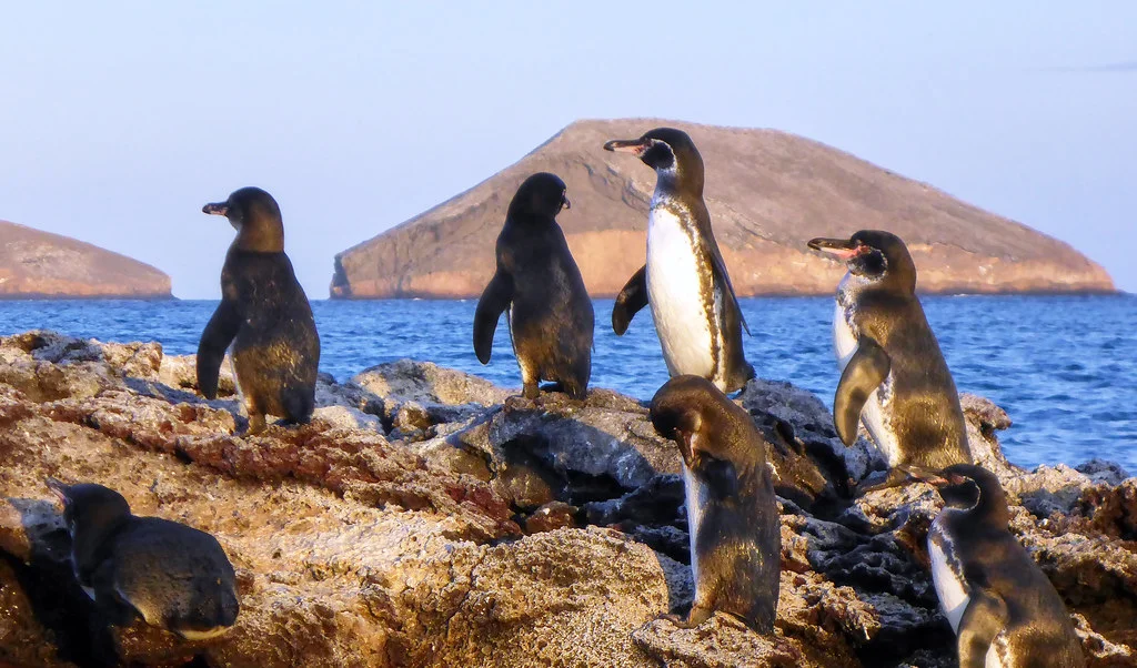 Sombrero Chino, Équateur, Îles Galápagos