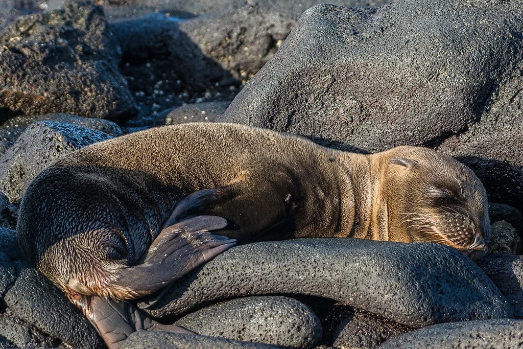 Sombrero Chino,  Équateur, Îles Galápagos