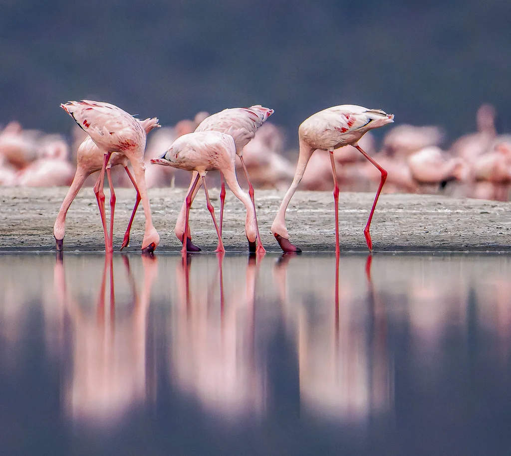 Lac Natron, Tanzanie, Kenya