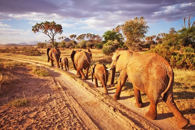 Parc national de Tsavo East, Kenya