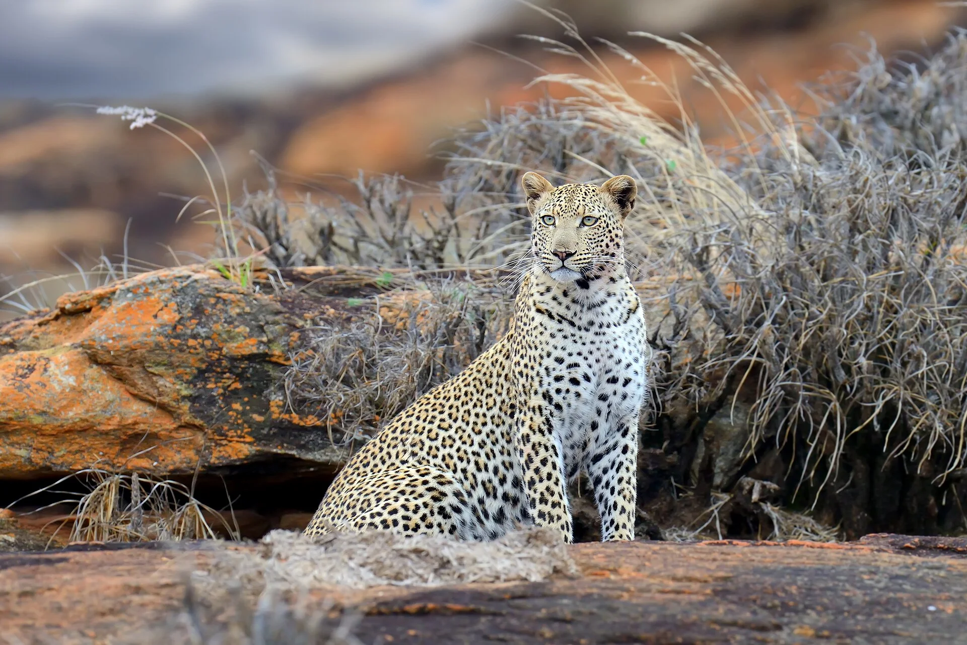 Parc national de Tsavo East, Kenya