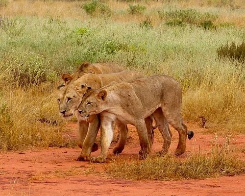 Parc national de Tsavo East, Kenya