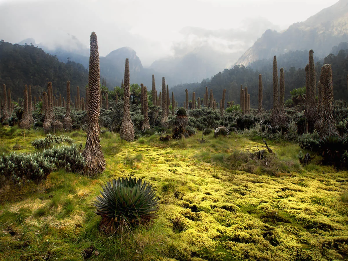Monts Rwenzori, République démocratique du Congo, Ouganda